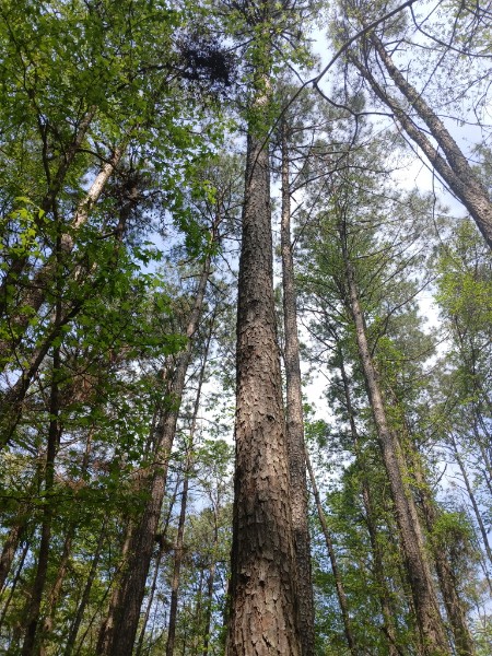Forest Canopy